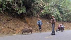 Bringing Wild Boar To The Market To Sell, king kong amazon, Fp 313