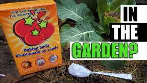 7 Uses For Baking Soda In The Garden